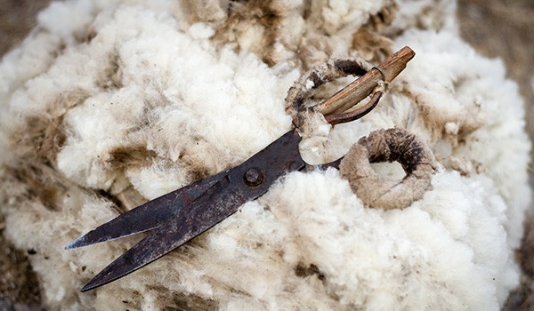 Kas yra Merino vilna?